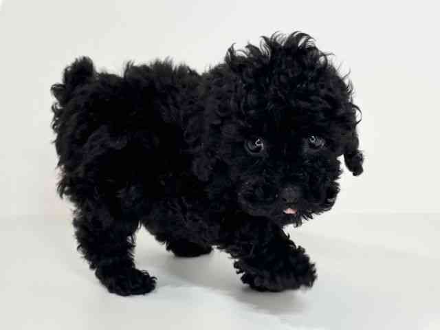 兵庫県のトイプードル(トイ) (ひごペットフレンドリーイトーヨーカドー明石店/2026年1月4日生まれ/女の子/ブラック)の子犬の2枚目の画像