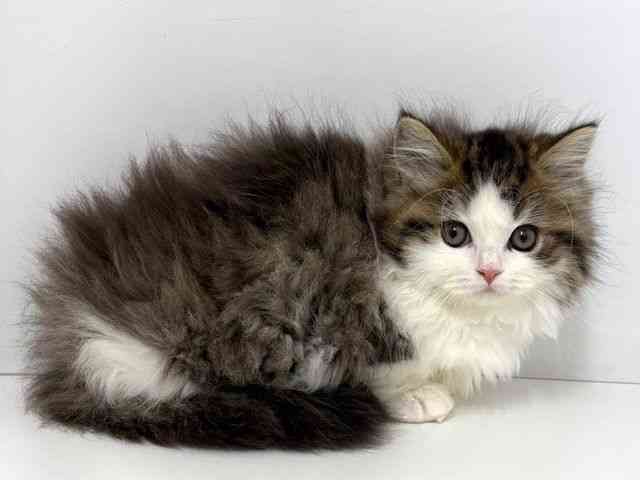 大阪府のマンチカン (ひごペットフレンドリーベルファⅡ都島店/2026年1月1日生まれ/女の子/ブラウンパッチドタビーホワイト)の子猫の2枚目の画像