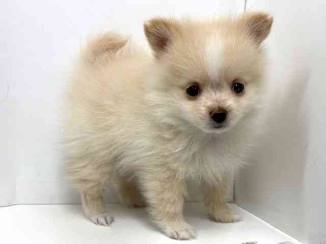 大阪府のポメヨン/パピポメ/ポメパピ(ポメラニアン×パピヨン) (ひごペットフレンドリーベルファⅡ都島店/2026年1月3日生まれ/男の子/クリーム)の子犬の2枚目の画像