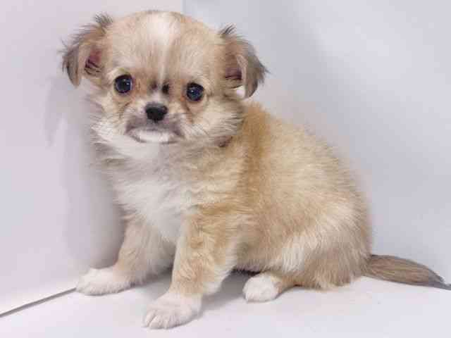 大阪府のチワワ(ロング) (ひごペットフレンドリーイズミヤショッピングセンター千里丘店/2026年1月3日生まれ/女の子/フォーンホワイト)の子犬の2枚目の画像