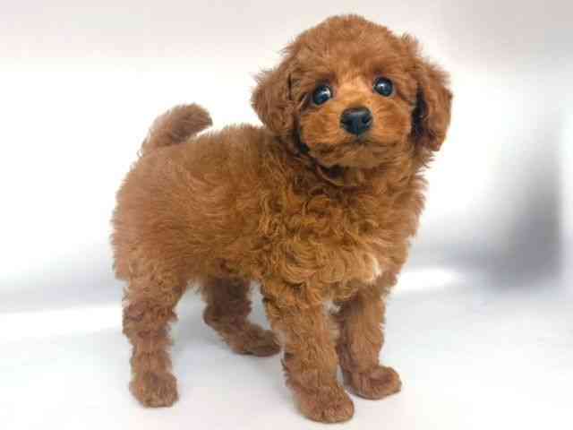 大阪府のトイプードル(トイ) (ひごペットフレンドリー岸和田店/2025年12月31日生まれ/男の子/レッド)の子犬の2枚目の画像