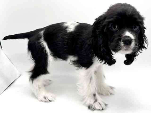 大阪府のアメリカンコッカースパニエル (ひごペットフレンドリーみのおキューズモール店/2026年1月3日生まれ/女の子/ホワイトブラック)の子犬の2枚目の画像