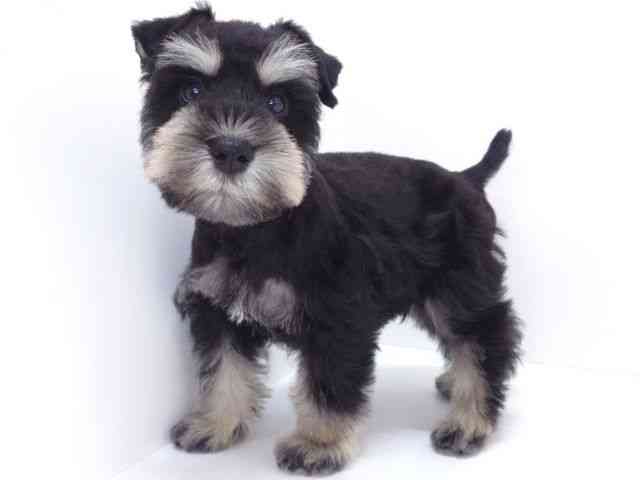 大阪府のミニチュアシュナウザー (ひごペットフレンドリーいこらもーる泉佐野店/2026年1月3日生まれ/男の子/ブラックシルバー)の子犬の2枚目の画像