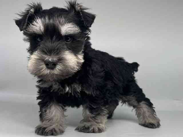 徳島県のミニチュアシュナウザー (ひごペットフレンドリーゆめタウン徳島店/2026年1月3日生まれ/男の子/ブラックシルバー)の子犬の2枚目の画像