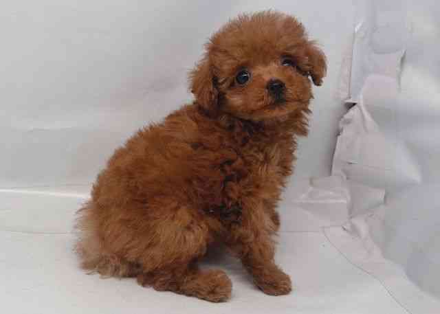 鳥取県のトイプードル(トイ) (ひごペットフレンドリーイオンモール鳥取北店/2026年1月5日生まれ/女の子/レッドフォーン)の子犬の2枚目の画像