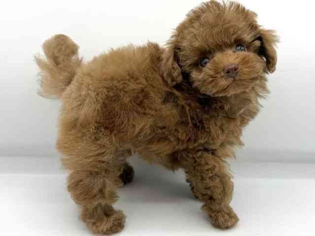 大阪府のトイプードル(トイ) (ひごペットフレンドリーららぽーとEXPOCITY店/2026年1月5日生まれ/男の子/レッドフォーン)の子犬の2枚目の画像