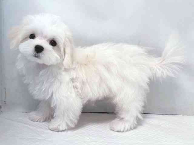 大阪府のマルチーズ (ひごペットフレンドリー堺プラットプラット店/2026年1月3日生まれ/男の子/ホワイト)の子犬の2枚目の画像