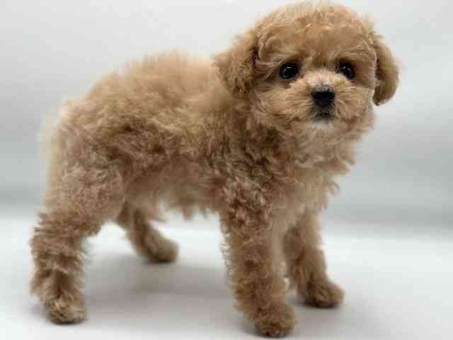 香川県のハーフ犬・ミックス犬 (ひごペットフレンドリーゆめタウン高松店/2026年1月3日生まれ/女の子/アプリコット)の子犬の2枚目の画像