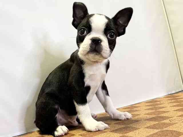 愛媛県のボストンテリア (ひごペットフレンドリーエミフルMASAKI店/2026年1月2日生まれ/男の子/ボストンカラー)の子犬の2枚目の画像