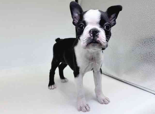 大阪府のボストンテリア (ひごペットフレンドリー瓜破店/2026年1月2日生まれ/男の子/ボストンカラー)の子犬の2枚目の画像