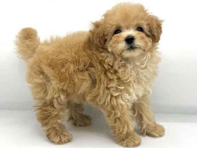 大阪府のトイプードル(トイ) (ひごペットフレンドリーららぽーとEXPOCITY店/2026年1月4日生まれ/女の子/オレンジフォーン)の子犬の2枚目の画像