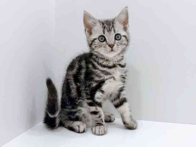 広島県のアメリカンショートヘアー (ひごペットフレンドリーフジグラン神辺店/2026年1月3日生まれ/女の子/シルバータビー)の子猫の2枚目の画像