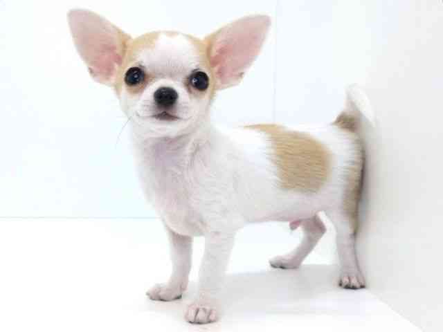 大阪府のチワワ(スムース) (ひごペットフレンドリーいこらもーる泉佐野店/2025年12月31日生まれ/男の子/ホワイトフォーン)の子犬の2枚目の画像