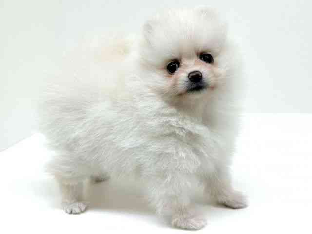 兵庫県のポメラニアン (ひごペットフレンドリーブルメールHAT神戸店/2026年1月1日生まれ/男の子/ホワイト)の子犬の2枚目の画像