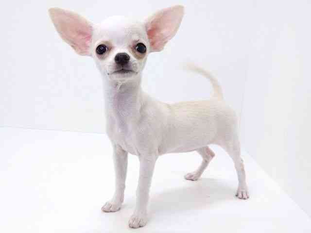 大阪府のチワワ(スムース) (ひごペットフレンドリーいこらもーる泉佐野店/2026年1月3日生まれ/女の子/クリーム)の子犬の2枚目の画像