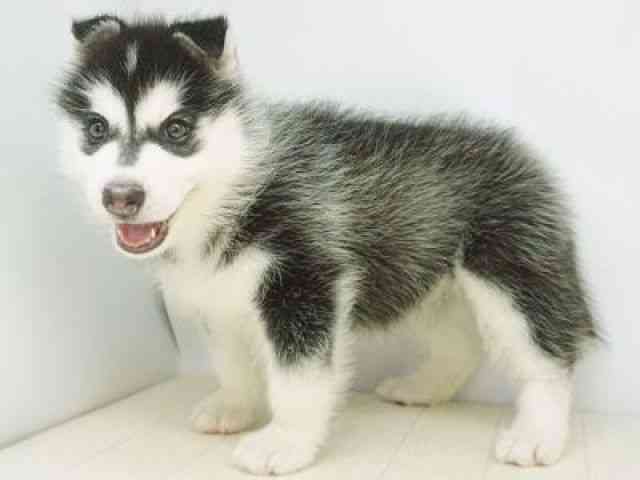 福岡県のシベリアンハスキー (ひごペットフレンドリーゆめタウン筑紫野店/2026年1月3日生まれ/女の子/ブラックホワイト)の子犬の2枚目の画像