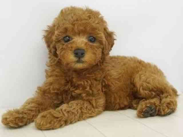 福岡県のトイプードル(トイ) (ひごペットフレンドリーゆめタウン筑紫野店/2026年1月5日生まれ/女の子/レッド)の子犬の2枚目の画像