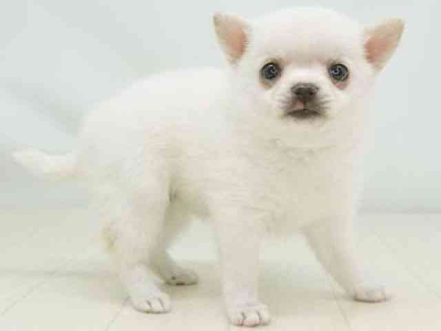 福岡県のポメチワ/チワポメ/ポメチー(ポメラニアン×チワワ) (ひごペットフレンドリーゆめタウン筑紫野店/2026年1月1日生まれ/女の子/ホワイト)の子犬の2枚目の画像