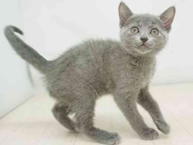 福岡県のロシアンブルー (ひごペットフレンドリーゆめタウン筑紫野店/2026年1月3日生まれ/女の子/ブルー)の子猫の2枚目の画像