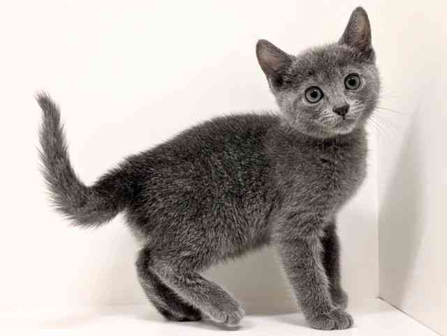 福岡県のロシアンブルー (ひごペットフレンドリーリバーウォーク北九州店/2026年1月3日生まれ/男の子/ブルー)の子猫の2枚目の画像