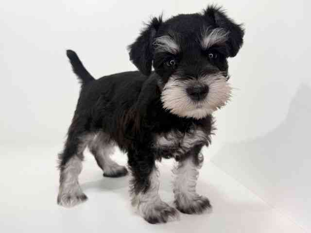 兵庫県のミニチュアシュナウザー (ひごペットフレンドリーイトーヨーカドー明石店/2026年1月4日生まれ/女の子/ブラックシルバー)の子犬の2枚目の画像