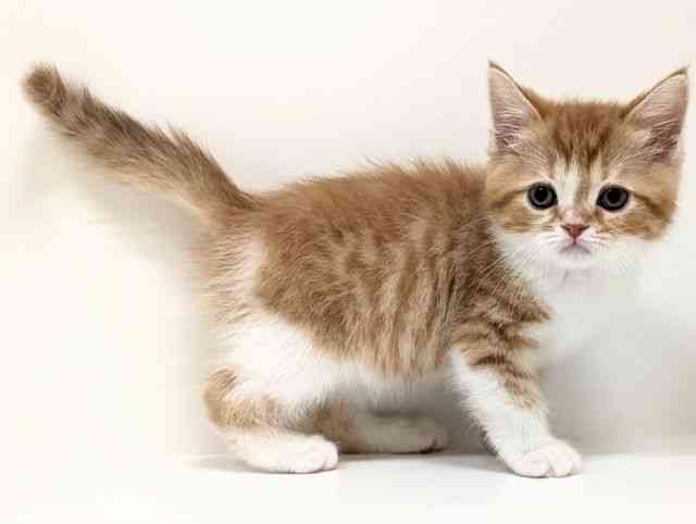 福岡県のスコティッシュフォールド (ひごペットフレンドリーリバーウォーク北九州店/2026年1月3日生まれ/男の子/レッドタビーホワイト)の子猫の2枚目の画像