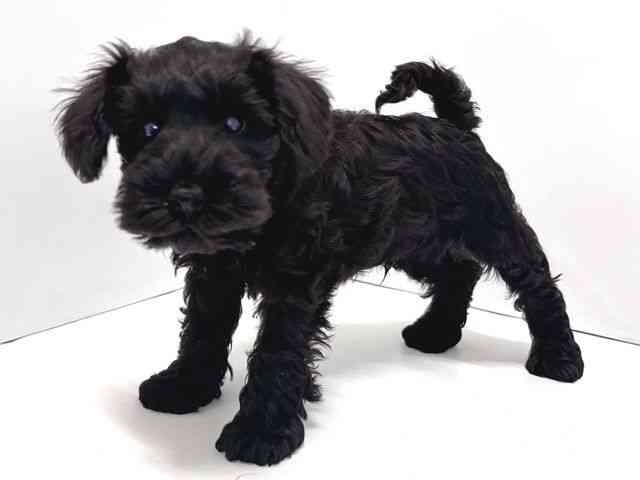 奈良県のミニチュアシュナウザー (ひごペットフレンドリー奈良パワーシティ店/2026年1月4日生まれ/男の子/ブラック)の子犬の2枚目の画像