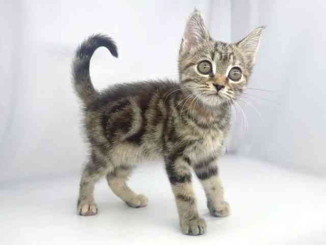 兵庫県のマンチカン (ひごペットフレンドリーイオンタウン加古川店/2026年1月5日生まれ/女の子/ブラウンタビー)の子猫の2枚目の画像