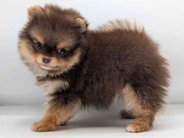 香川県のポメラニアン (ひごペットフレンドリーゆめタウン高松店/2026年1月2日生まれ/男の子/チョコレートタン)の子犬の2枚目の画像