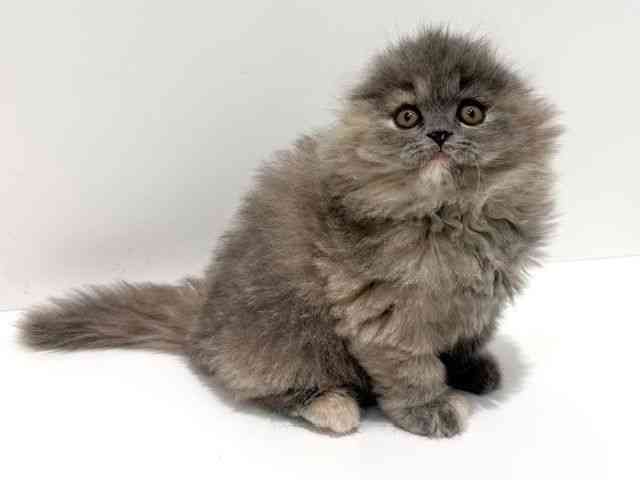 大阪府のスコティッシュフォールド (ひごペットフレンドリーイオン高槻店/2026年1月5日生まれ/女の子/ブルークリーム)の子猫の2枚目の画像