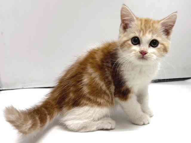 奈良県のスコティッシュフォールド (ひごペットフレンドリー奈良パワーシティ店/2026年1月6日生まれ/男の子/クリームホワイト)の子猫の2枚目の画像