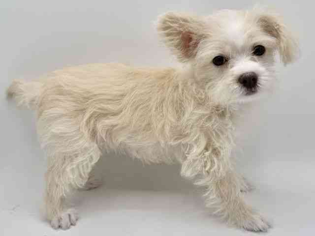 大阪府のチワマル/マルチワ(チワワ×マルチーズ) (ひごペットフレンドリーみのおキューズモール店/2026年1月5日生まれ/女の子/ホワイト)の子犬の2枚目の画像