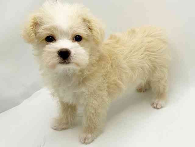 大阪府のチワマル/マルチワ(チワワ×マルチーズ) (ひごペットフレンドリーみのおキューズモール店/2026年1月5日生まれ/女の子/ホワイト)の子犬の2枚目の画像