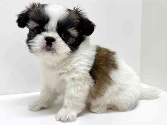 大阪府のチワズー/チワシーズ(チワワ×シーズー) (ひごペットフレンドリーくずはモール店/2026年1月5日生まれ/男の子/ホワイトブラウン)の子犬の2枚目の画像