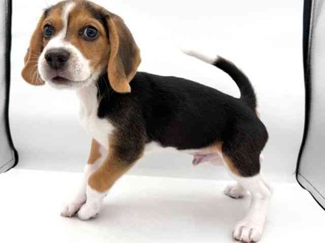 大阪府のビーグル (ひごペットフレンドリーイオンそよら海老江店/2026年1月5日生まれ/男の子/ブラックタンホワイト)の子犬の2枚目の画像