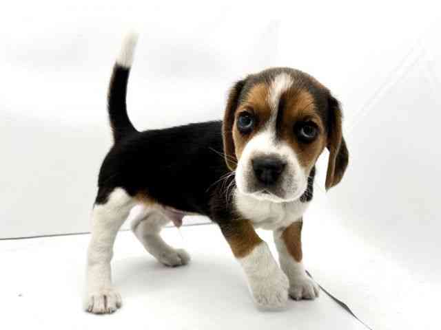 大阪府のビーグル (ひごペットフレンドリーイオンそよら海老江店/2026年1月5日生まれ/男の子/ブラックタンホワイト)の子犬の2枚目の画像