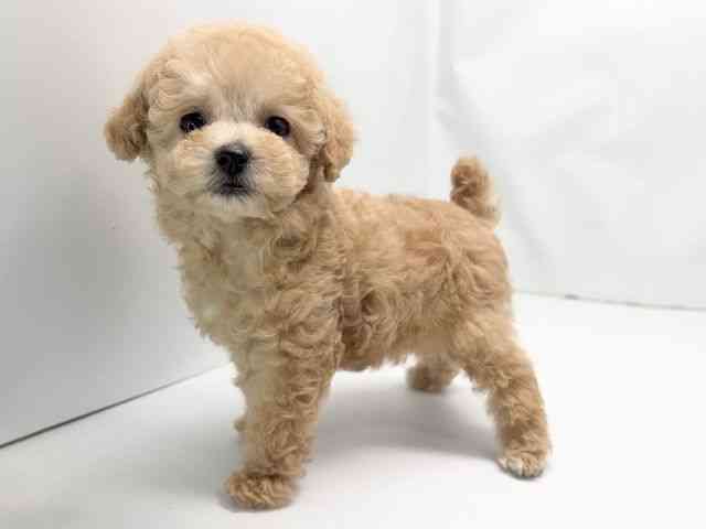 京都府のトイプードル(トイ) (ひごペットフレンドリー洛北阪急スクエア店/2026年1月4日生まれ/女の子/アプリコット)の子犬の2枚目の画像
