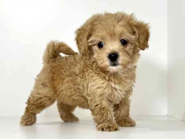 兵庫県のマルプー(マルチーズ×プードル) (ひごペットフレンドリーイトーヨーカドー明石店/2026年1月1日生まれ/女の子/アプリコット)の子犬の2枚目の画像