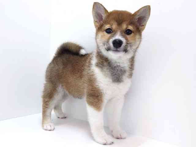 大阪府の柴犬(標準サイズ) (ひごペットフレンドリーいこらもーる泉佐野店/2026年1月7日生まれ/女の子/赤)の子犬の2枚目の画像