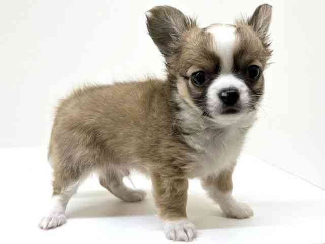 兵庫県のチワワ(ロング) (ひごペットフレンドリーブルメールHAT神戸店/2026年1月7日生まれ/男の子/レッドホワイト)の子犬の2枚目の画像