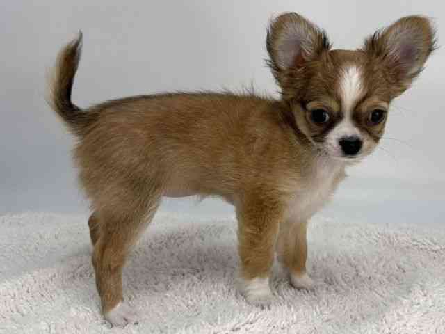 島根県のチワワ(ロング) (ひごペットフレンドリーイオンモール出雲店/2026年1月7日生まれ/女の子/レッドホワイト)の子犬の2枚目の画像