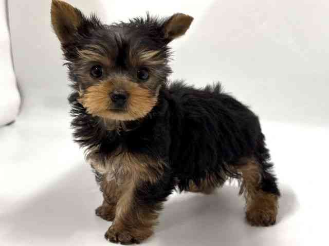 京都府のヨークシャーテリア (ひごペットフレンドリー京都店/2026年1月5日生まれ/男の子/スチールブルータン)の子犬の2枚目の画像