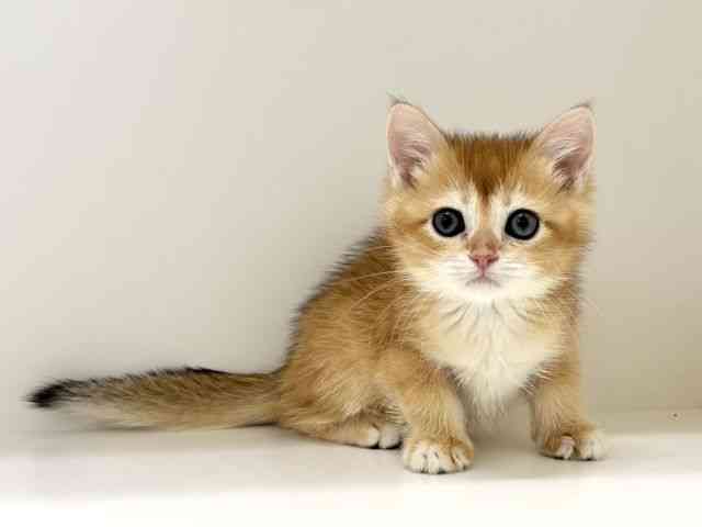 兵庫県のブリティッシュショートヘアー (ひごペットフレンドリーイトーヨーカドー明石店/2026年1月1日生まれ/男の子/チンチラゴールデン)の子猫の2枚目の画像