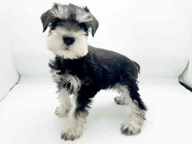 兵庫県のミニチュアシュナウザー (ひごペットフレンドリーコロワ甲子園店/2026年1月7日生まれ/女の子/ブラックシルバー)の子犬の2枚目の画像