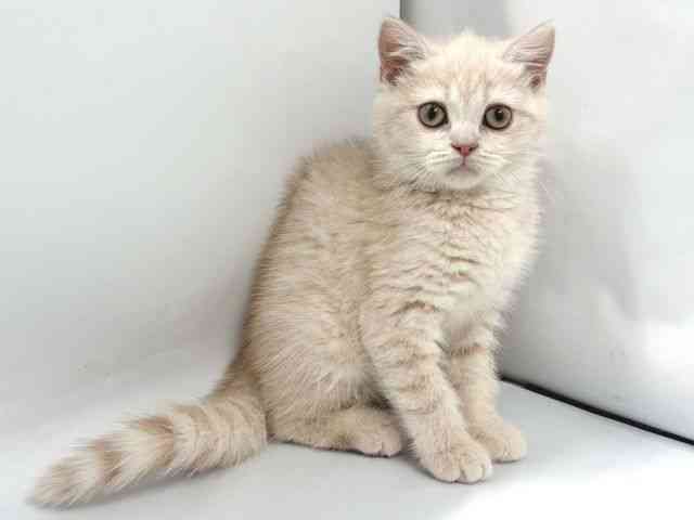 京都府のブリティッシュショートヘアー (ひごペットフレンドリー京都店/2026年1月7日生まれ/女の子/クリーム)の子猫の2枚目の画像