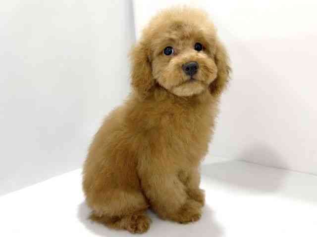 大阪府のトイプードル(トイ) (ひごペットフレンドリーイズミヤショッピングセンター千里丘店/2026年1月2日生まれ/男の子/レッド)の子犬の2枚目の画像