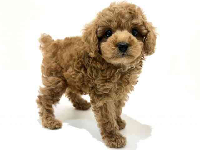 大阪府のトイプードル(トイ) (ひごペットフレンドリーイオン高槻店/2026年1月3日生まれ/男の子/レッド)の子犬の2枚目の画像