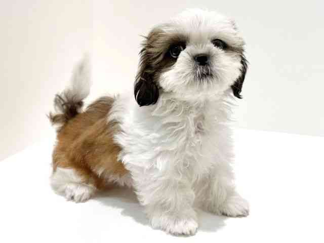 大阪府のシーズー (ひごペットフレンドリーイオン高槻店/2026年1月4日生まれ/男の子/ゴールドホワイト)の子犬の2枚目の画像