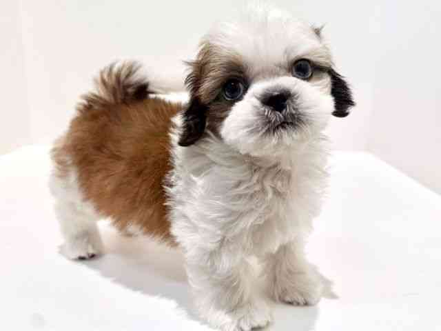 大阪府のシーズー (ひごペットフレンドリーイオン高槻店/2026年1月4日生まれ/男の子/ゴールドホワイト)の子犬の2枚目の画像