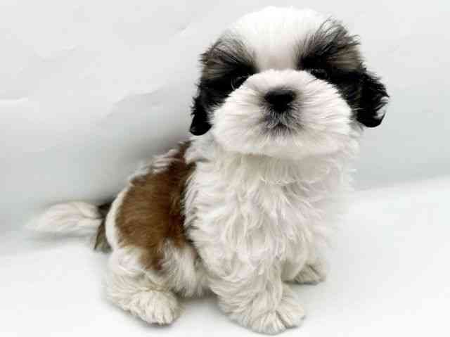 奈良県のシーズー (ひごペットフレンドリートナリエ大和高田店/2026年1月4日生まれ/男の子/ゴールドホワイト)の子犬の2枚目の画像